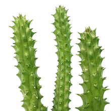 Load image into Gallery viewer, Succulent, 2in, Stapelia, Huernia, Orbea