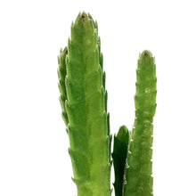 Load image into Gallery viewer, Succulent, 2in, Stapelia, Huernia, Orbea