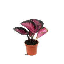Load image into Gallery viewer, Calathea, 2.5in, Purple Rose