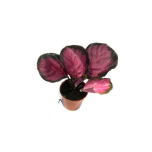 Load image into Gallery viewer, Calathea, 2.5in, Purple Rose