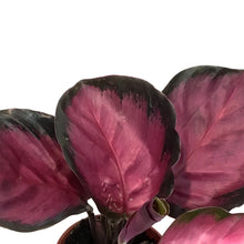 Load image into Gallery viewer, Calathea, 2.5in, Purple Rose