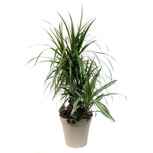 Load image into Gallery viewer, Tropical Planter, 4 Plants