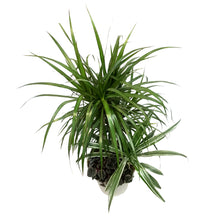 Load image into Gallery viewer, Tropical Planter, 4 Plants