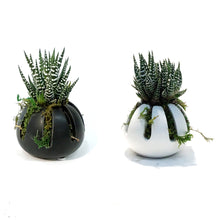 Load image into Gallery viewer, Lira Holder & Haworthia Arrangement
