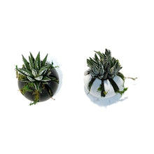 Load image into Gallery viewer, Lira Holder & Haworthia Arrangement