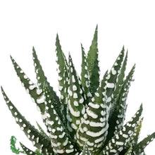 Load image into Gallery viewer, Lira Holder & Haworthia Arrangement