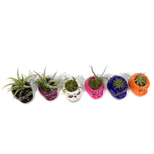 Load image into Gallery viewer, Tillandsia with Sugar Skull