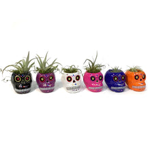 Load image into Gallery viewer, Tillandsia with Sugar Skull