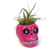 Load image into Gallery viewer, Tillandsia with Sugar Skull