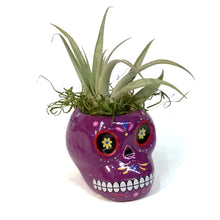 Load image into Gallery viewer, Tillandsia with Sugar Skull