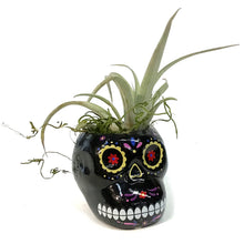 Load image into Gallery viewer, Tillandsia with Sugar Skull