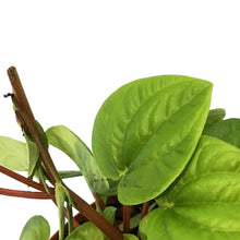 Load image into Gallery viewer, Peperomia, 6in,Rana Verde
