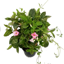 Load image into Gallery viewer, Dipladenia, 10in, Trellis