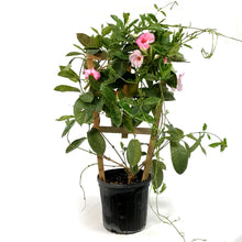 Load image into Gallery viewer, Dipladenia, 10in, Trellis