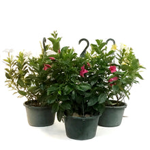 Load image into Gallery viewer, Dipladenia, 10in, Hanging Basket