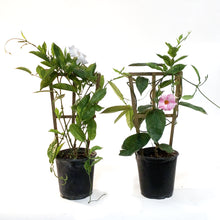 Load image into Gallery viewer, Dipladenia, 1Gal, Trellis