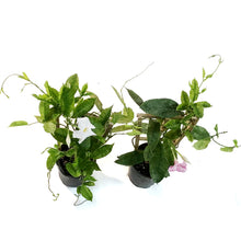 Load image into Gallery viewer, Dipladenia, 1Gal, Trellis