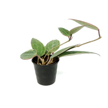Load image into Gallery viewer, Hoya, 2.75in, Macrophylla Albomarginata