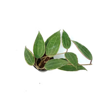 Load image into Gallery viewer, Hoya, 2.75in, Macrophylla Albomarginata