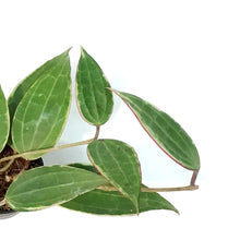 Load image into Gallery viewer, Hoya, 2.75in, Macrophylla Albomarginata