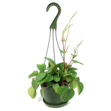 Load image into Gallery viewer, Peperomia, 6in HB, Emerald Ripple