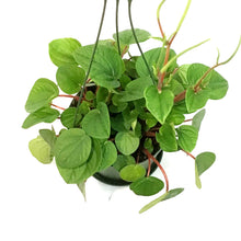 Load image into Gallery viewer, Peperomia, 6in HB, Emerald Ripple