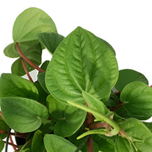 Load image into Gallery viewer, Peperomia, 6in HB, Emerald Ripple