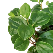 Load image into Gallery viewer, Peperomia, 6in HB, Baby Rubber