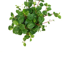 Load image into Gallery viewer, Peperomia, 6in HB, Baby Rubber