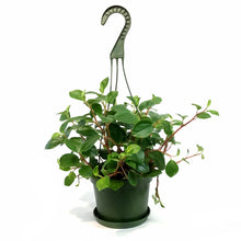 Load image into Gallery viewer, Peperomia, 6in HB, Baby Rubber