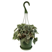 Load image into Gallery viewer, Peperomia, 6in HB, Red Ripple