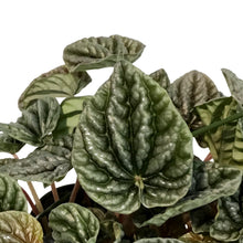 Load image into Gallery viewer, Peperomia, 6in HB, Red Ripple