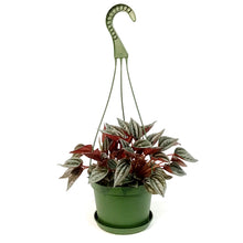 Load image into Gallery viewer, Peperomia, 6in HB,Rosso