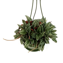 Load image into Gallery viewer, Peperomia, 6in HB,Rosso
