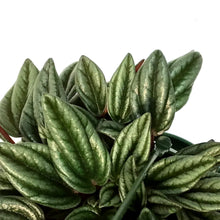 Load image into Gallery viewer, Peperomia, 6in HB,Rosso