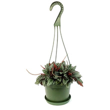 Load image into Gallery viewer, Peperomia, 6in HB,Turboensis