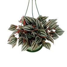 Load image into Gallery viewer, Peperomia, 6in HB,Turboensis