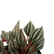 Load image into Gallery viewer, Peperomia, 6in HB,Turboensis