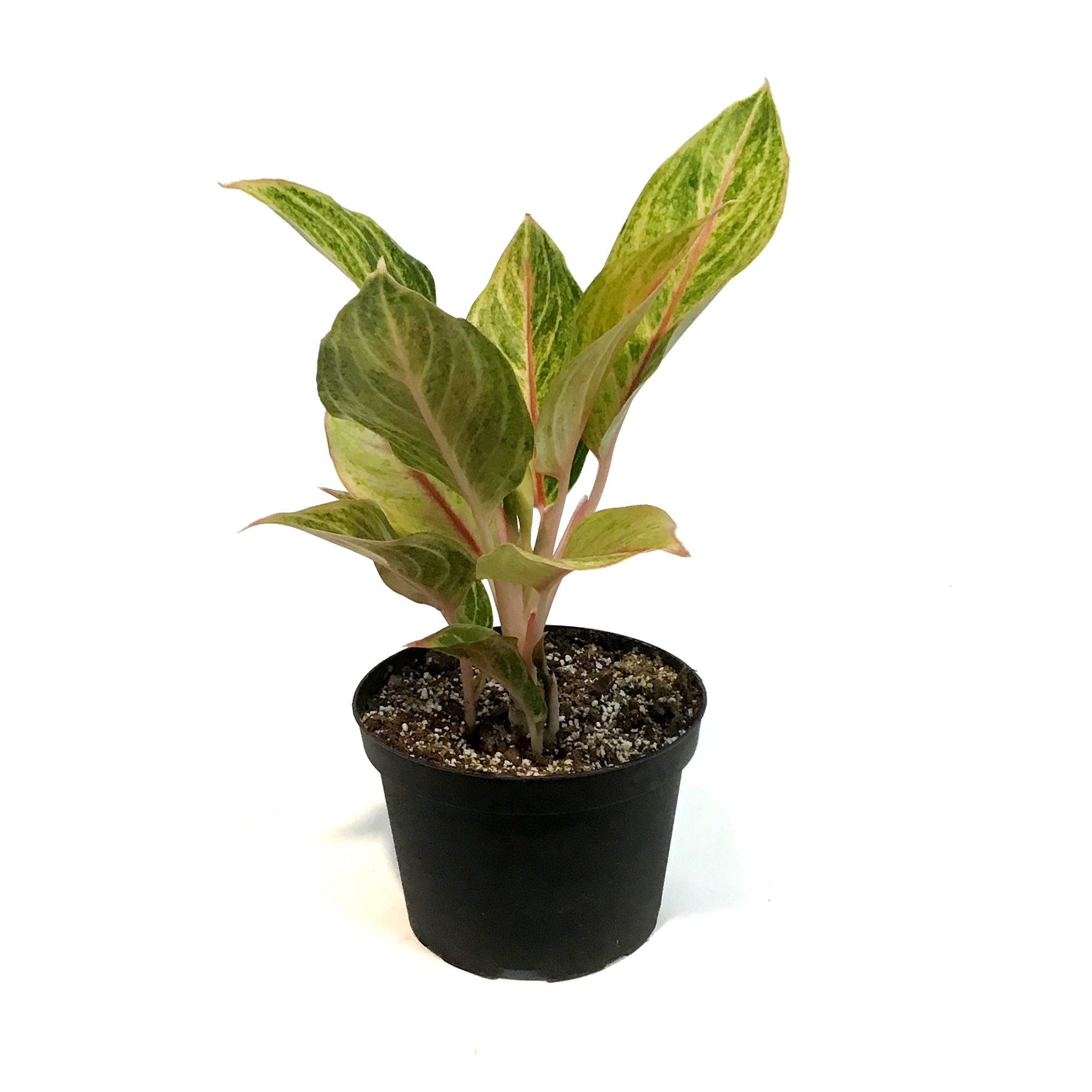 Aglaonema, 6in, Golden Madonna