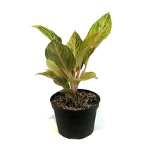 Load image into Gallery viewer, Aglaonema, 6in, Golden Madonna