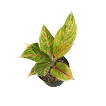 Load image into Gallery viewer, Aglaonema, 6in, Golden Madonna