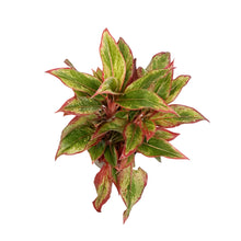 Load image into Gallery viewer, Aglaonema, 6in, Siam Red