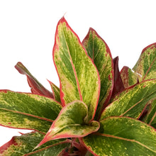 Load image into Gallery viewer, Aglaonema, 6in, Siam Red