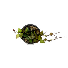 Load image into Gallery viewer, Hoya, 4in, Krohniana Black