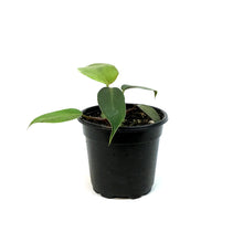 Load image into Gallery viewer, Philodendron, 4in, Red Anderson