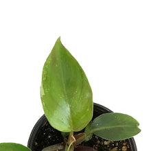 Load image into Gallery viewer, Philodendron, 4in, Red Anderson