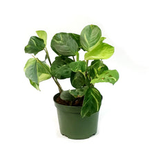 Load image into Gallery viewer, Maranta, 6in, Variegated