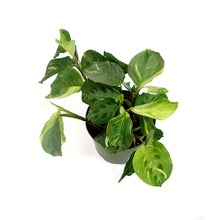 Load image into Gallery viewer, Maranta, 6in, Variegated