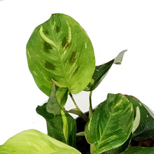 Load image into Gallery viewer, Maranta, 6in, Variegated