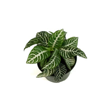 Load image into Gallery viewer, Zebra, 6in